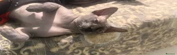 Sphynx gatti in vendita: cuccioli di Sphynx  - Annuncio 2