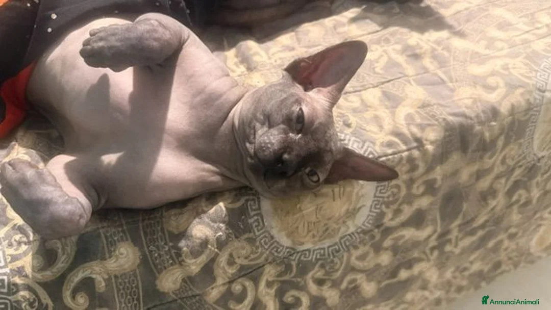 Sphynx gatti in vendita: cuccioli di Sphynx  - Annuncio 2