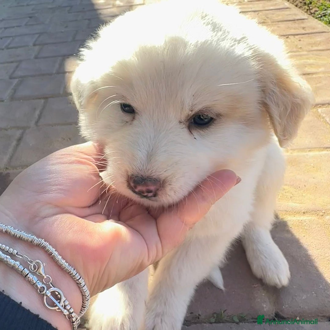 Meticcio cani in regalo: RAYAN 💙-cucciolo di 1 mese, pastore cerca casa - Annuncio 5