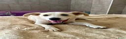 Meticcio cani in regalo: Pluto il coccolone - Annuncio 4