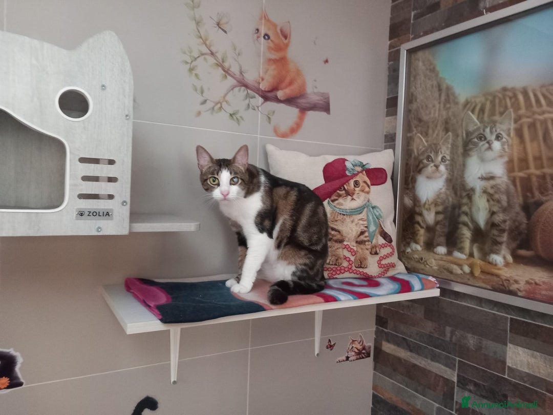 Europeo gatti in regalo: MICKY, tenero micino da adottare! - Annuncio 4