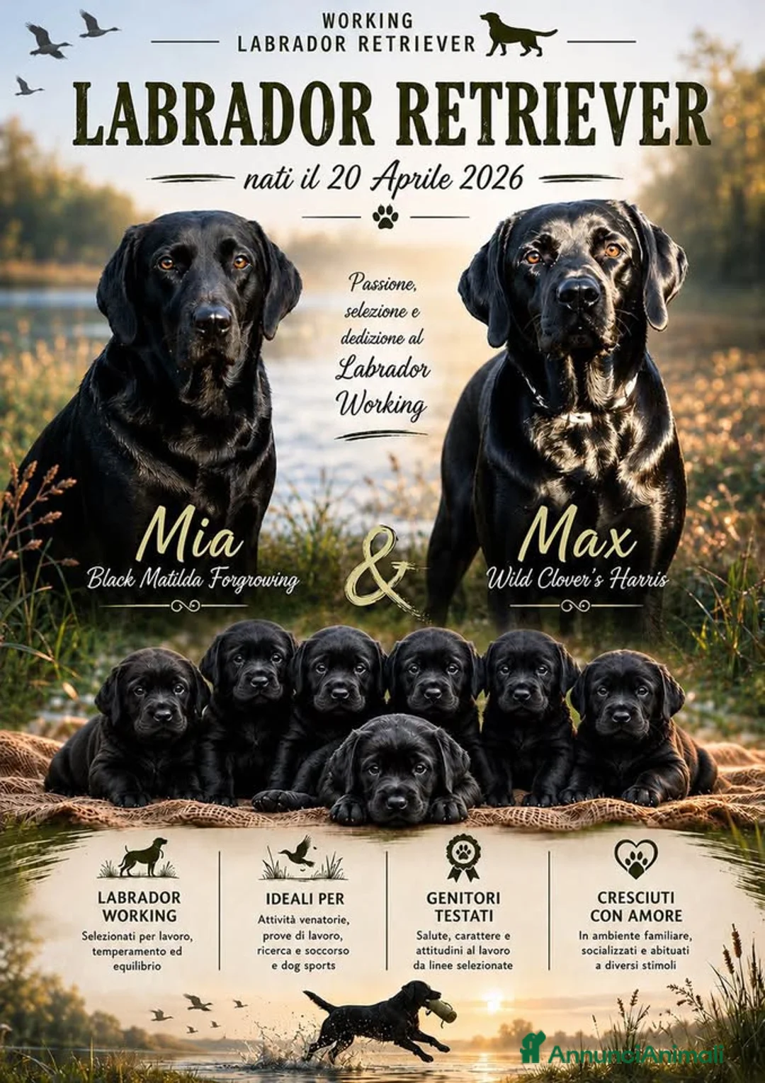 Labrador cani in vendita: Working Labrador Retriever - Annuncio 2