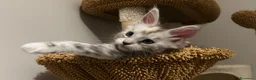 Maine Coon gatti in vendita: Maine Coon con pedigree  - Annuncio 4