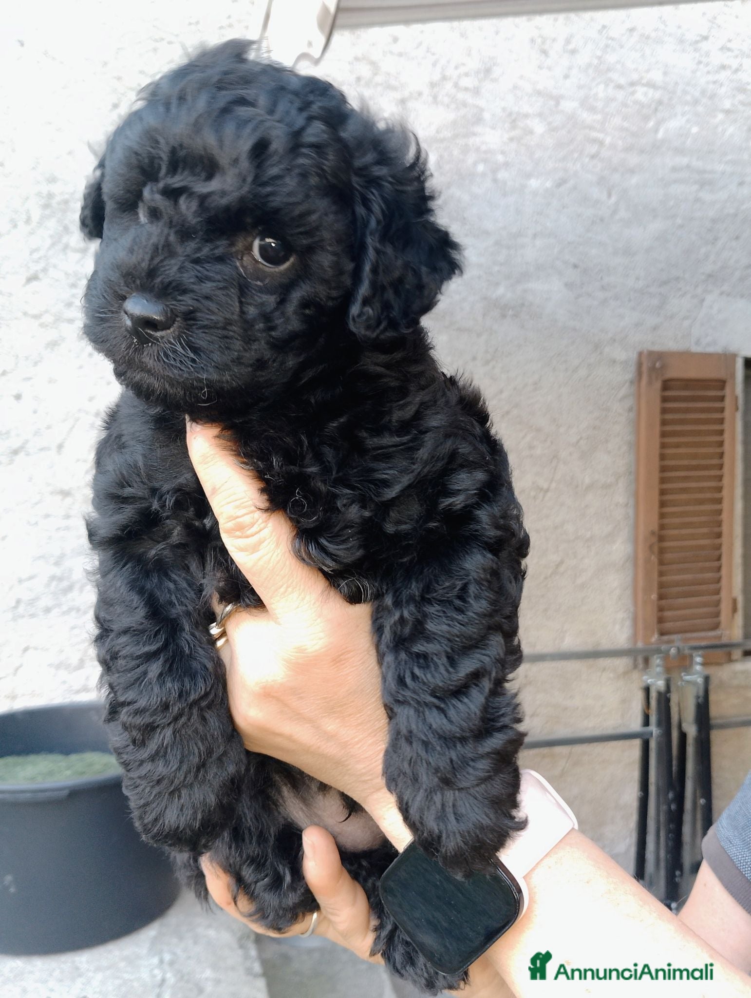 Maltipoo cani Cuccioli di Maltipoo  - Annuncio 1