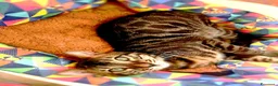 Bengala gatti in vendita: Splendido Bengala maschietto  - Annuncio 3