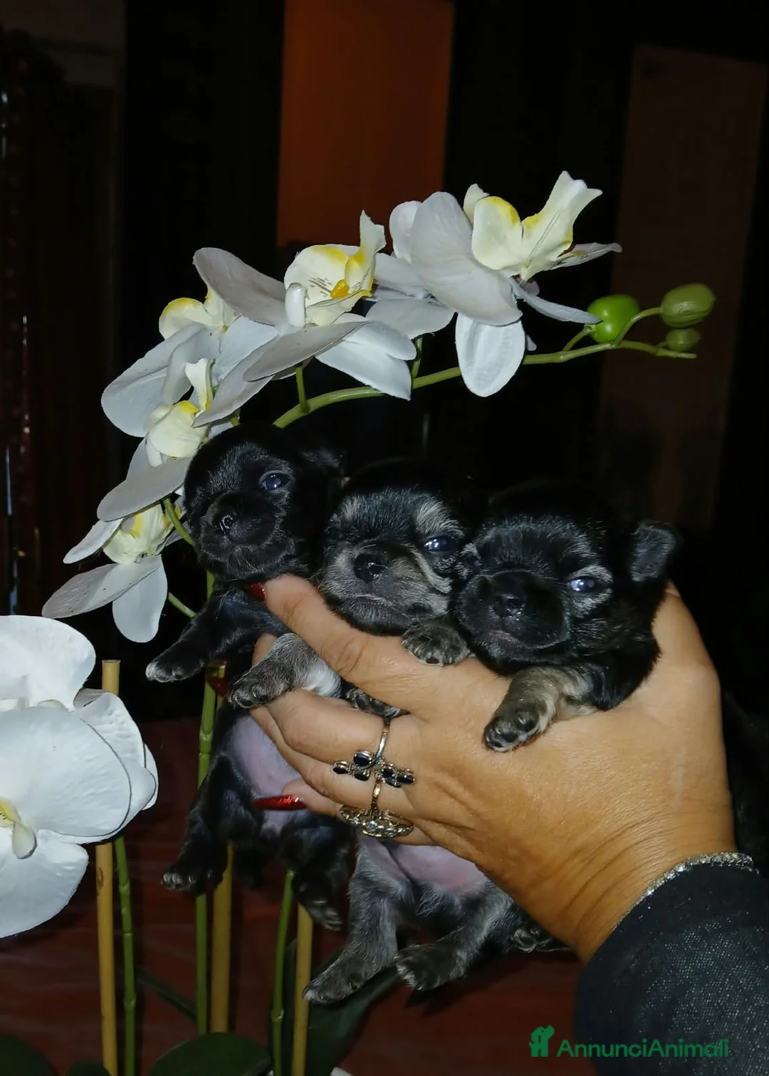 Chihuahua cani in vendita: Cuccioli di chihuahua toy  - Annuncio 1