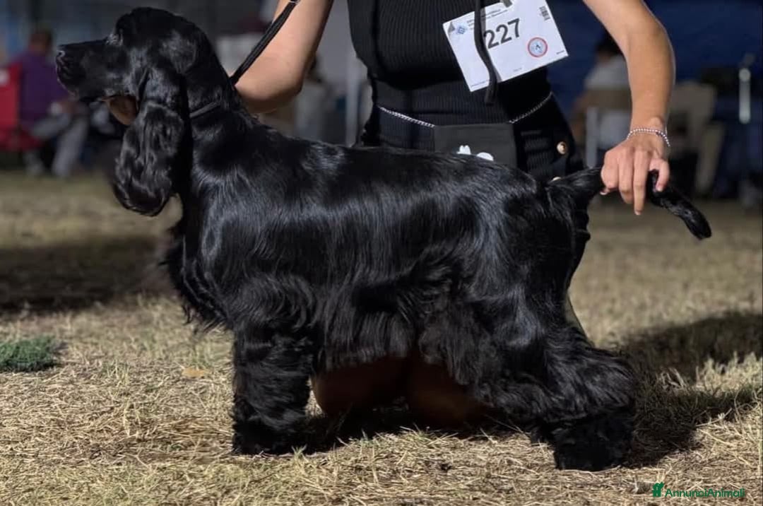 Cocker cani in vendita: cuccioli di cocker spaniel inglese con pedigree a Città metropolitana di Roma Capitale - Immagine 10
