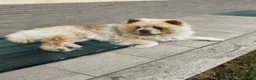 Chow Chow cani in vendita: Chow Chow - Annuncio 3