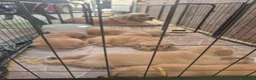 Golden Retriever cani in vendita: Cuccioli di golden retriver  a Città Metropolitana di Napoli - Annuncio 6