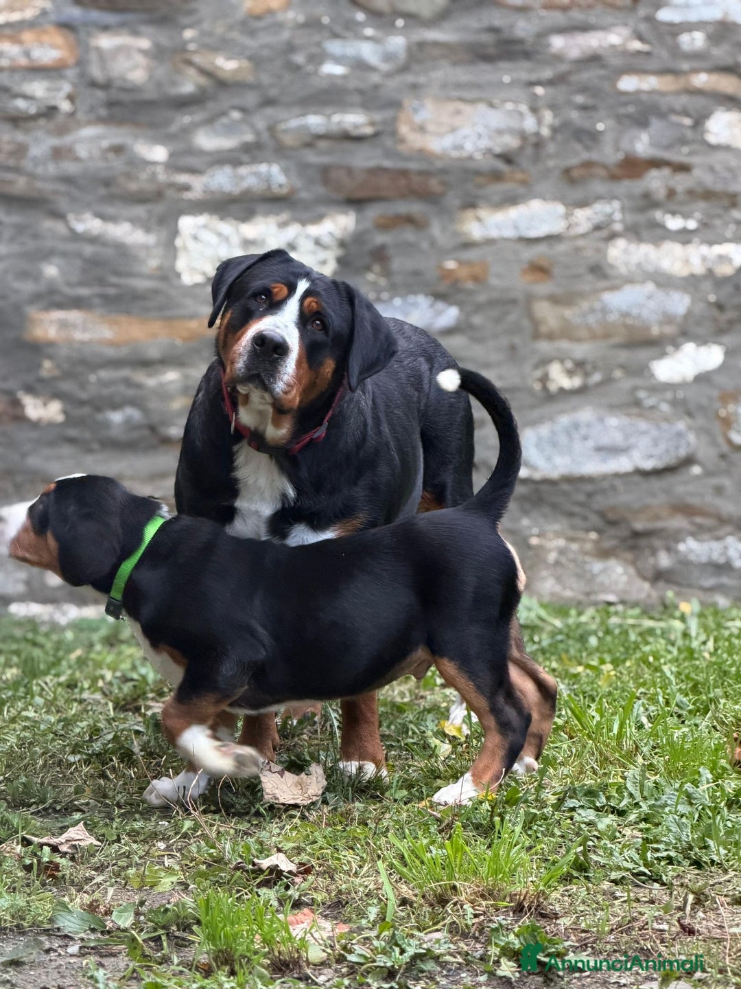 Grande Bovaro Svizzero cani in vendita: Disponibili cuccioli di grande bovaro svizzero - Annuncio 19