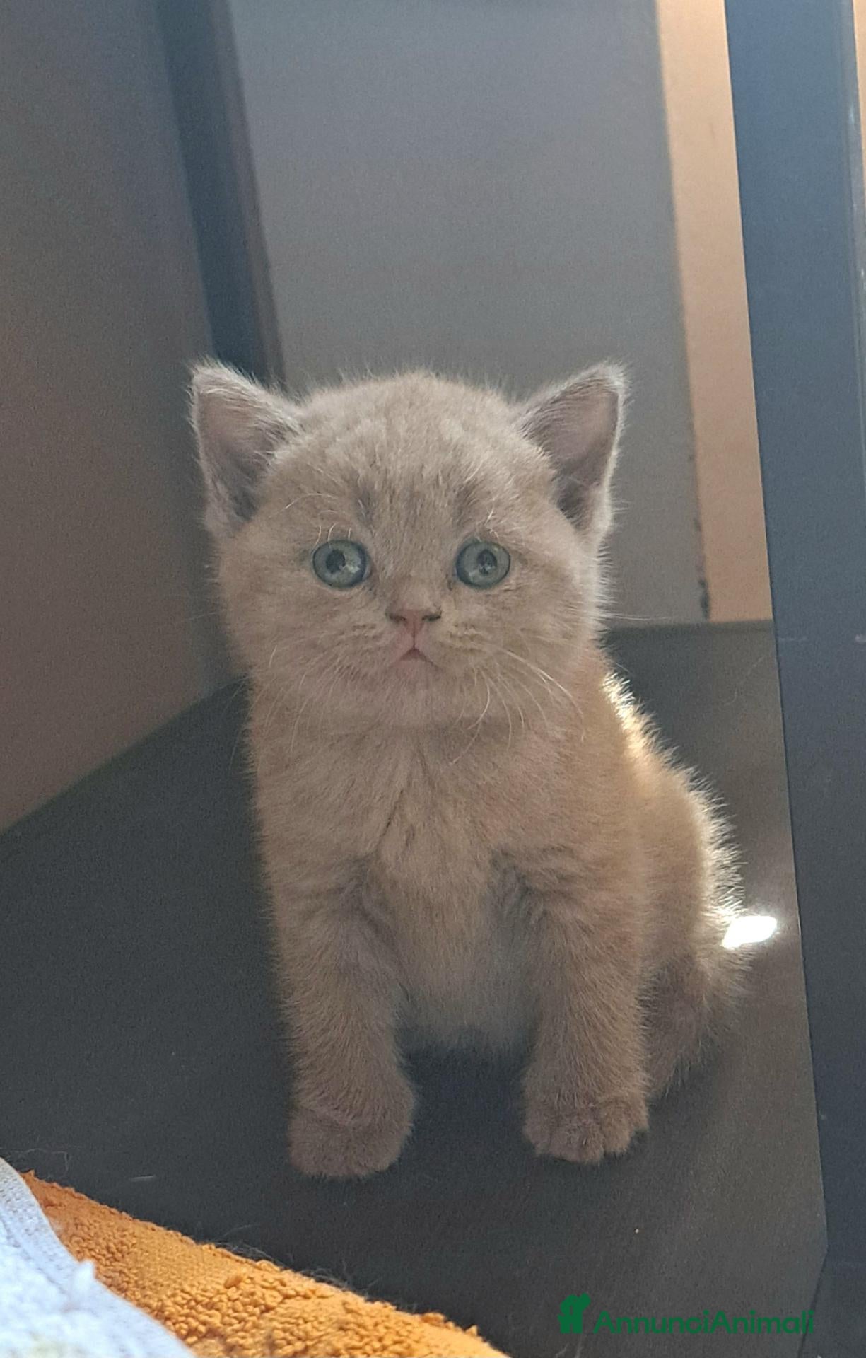 British gatti Cuccioli british shorthair blu e lilac - Annuncio 2