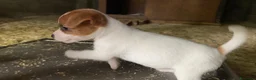 Jack Russell cani in vendita: Jack Russell terrier femmina pelo corto pedigree - Annuncio 8