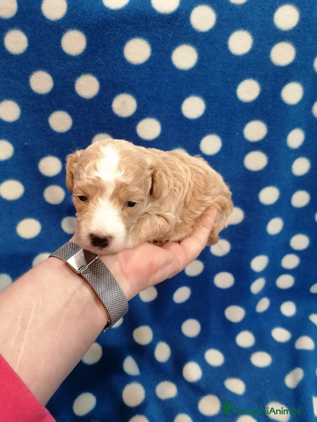 Meticcio cani in vendita: Maltipoo cuccioli - Annuncio 6