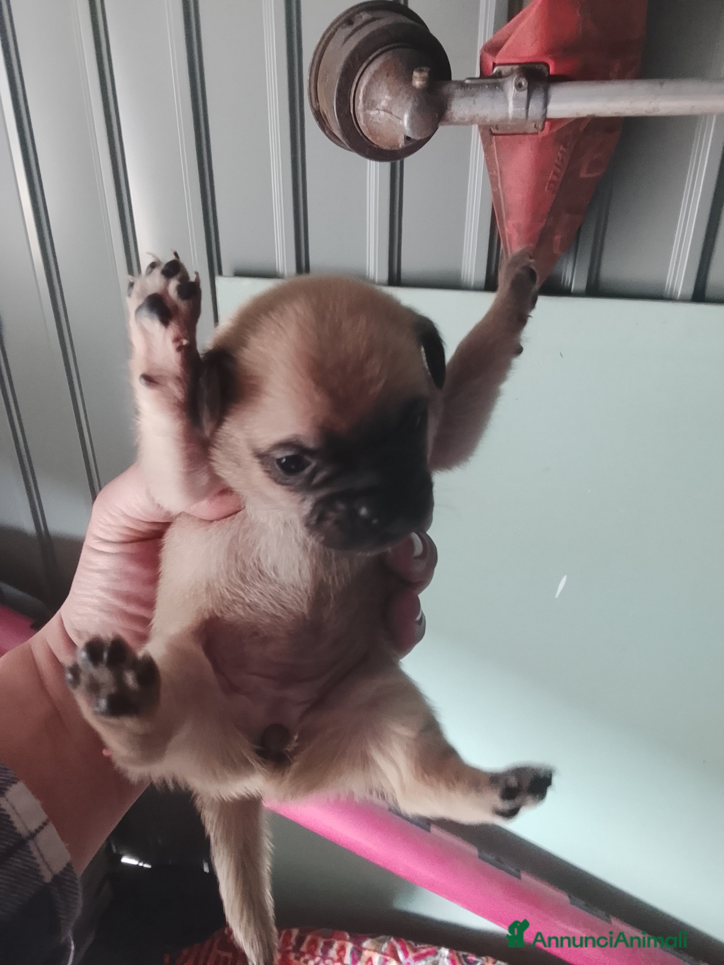 Meticcio cani carlino Mix - Annuncio 1