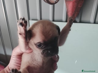 Meticcio cani carlino Mix - Annuncio 34