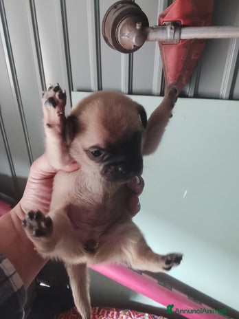 Meticcio cani carlino Mix - Annuncio 4