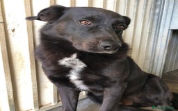 Meticcio cani in regalo: Mango a Provincia di Treviso - Immagine 3