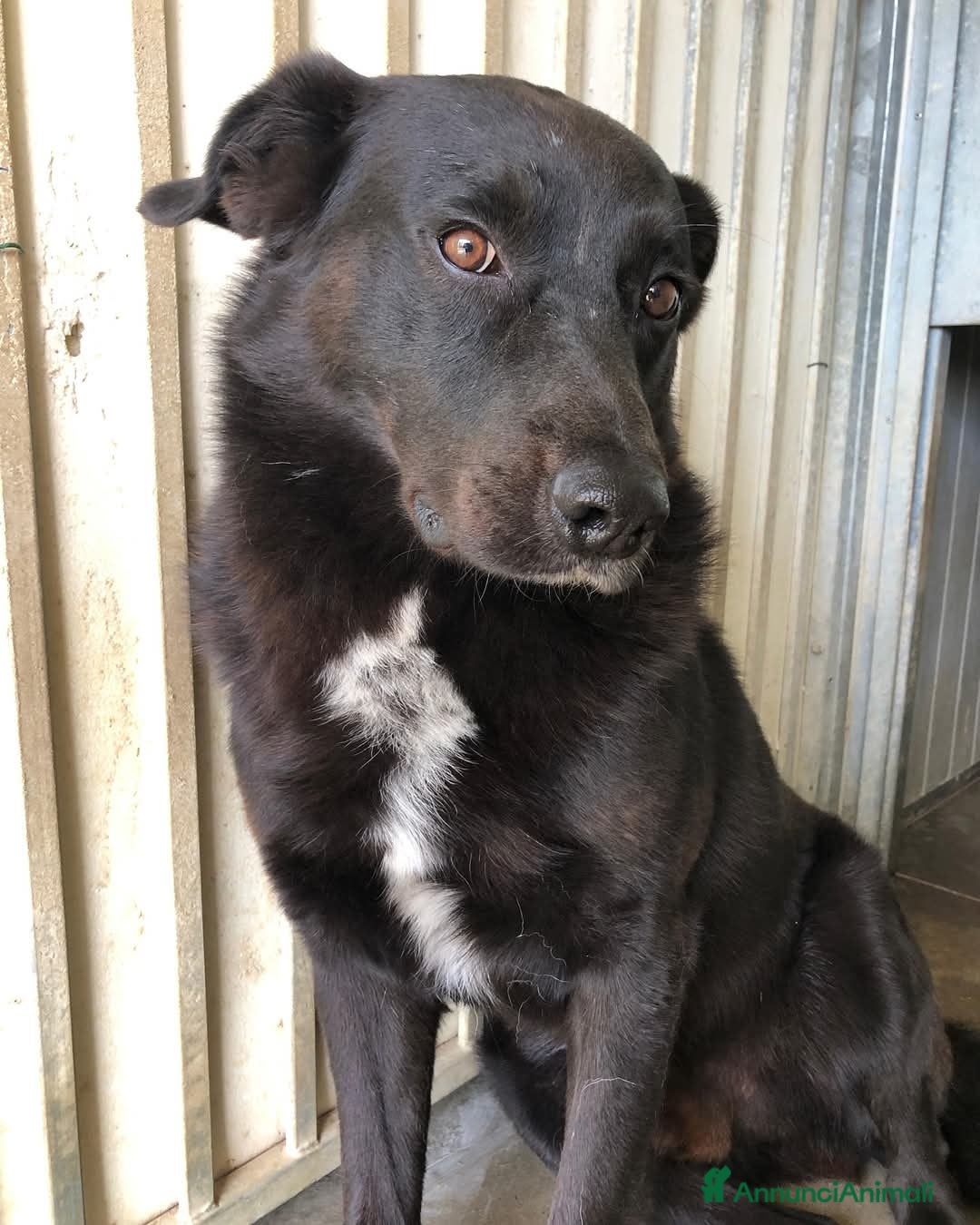 Meticcio cani in regalo: Mango a Provincia di Treviso - Immagine 3