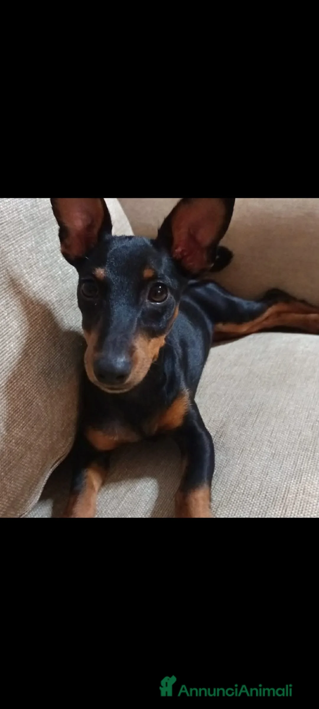 Pinscher Miniatura cani in vendita: Pinscher nani pedigree ENCI  - Annuncio 4