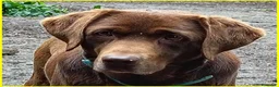Labrador cani in regalo: KUBRA stupenda - cieca - timida - Annuncio 5