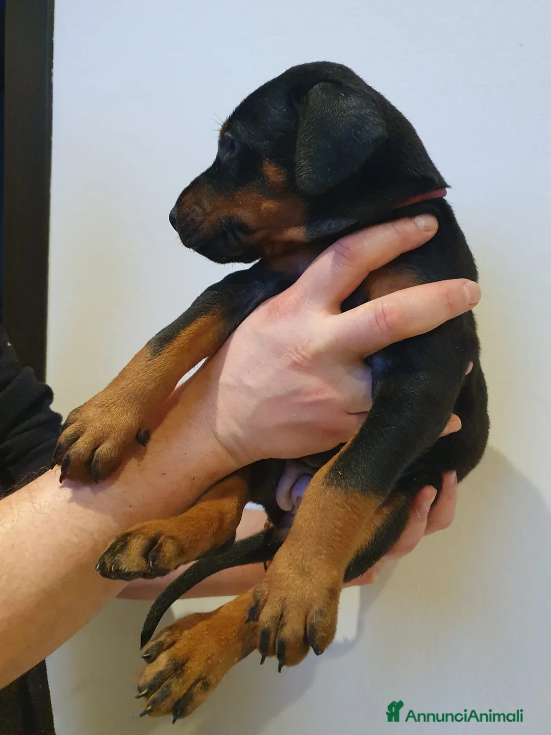 Dobermann cani in vendita: Cuccioli di Dobermann - Annuncio 25