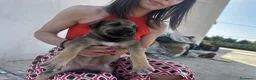 Meticcio cani in regalo: 3 bellissime cucciole cercano casa a Libero consorzio comunale di Ragusa - Annuncio 8