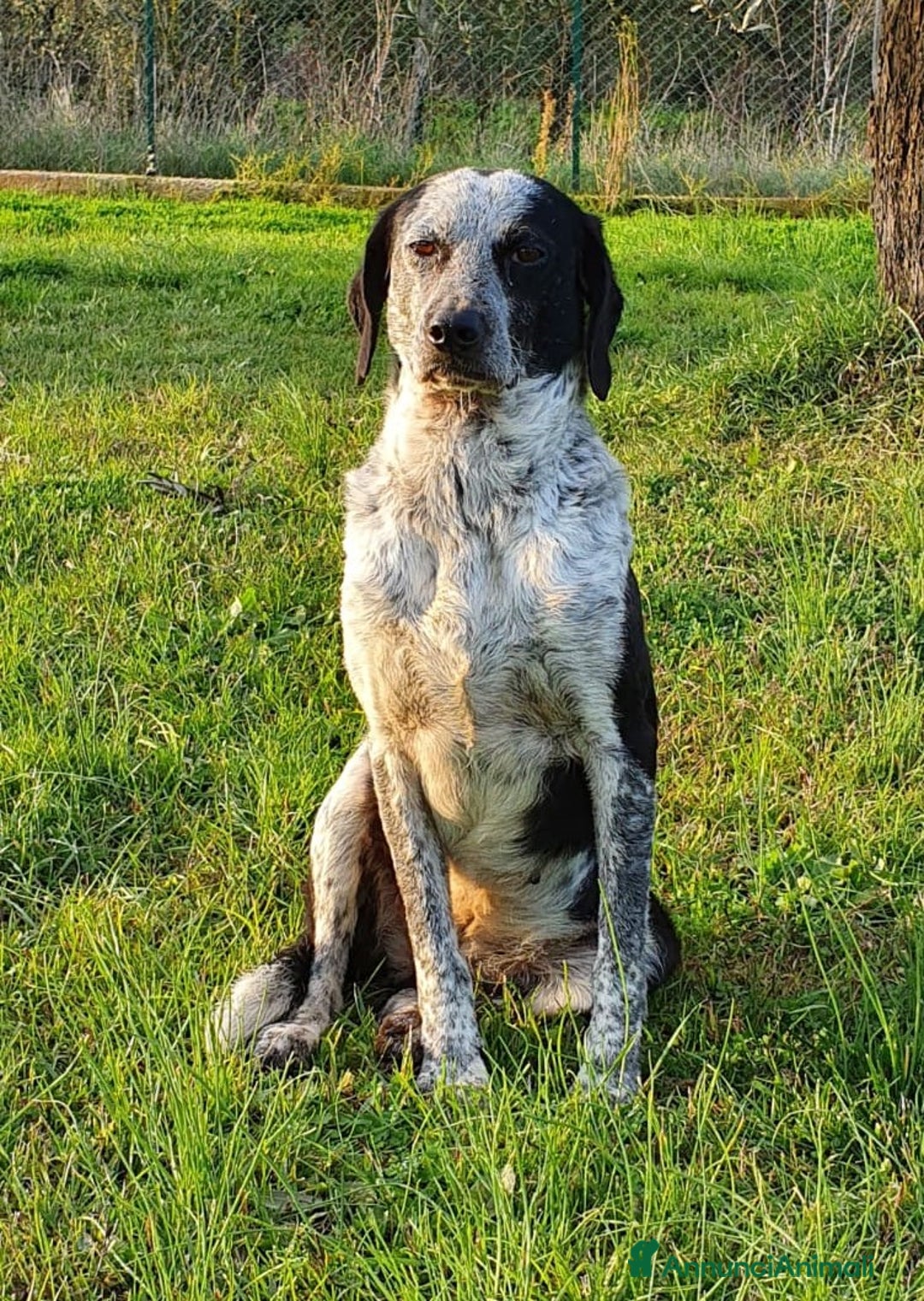 Bracco cani in regalo: VIRGINIA una piccola bracco da amare a Pomezia - Annuncio 6