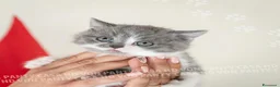 British gatti in vendita: Cuccioli British Shorthair con Pedigree - Annuncio 1