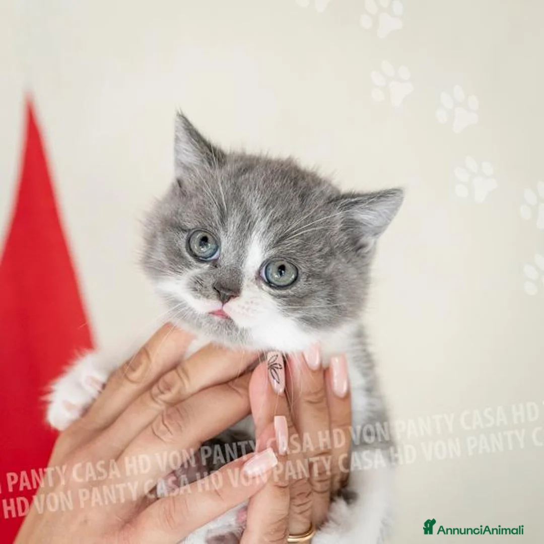 British gatti in vendita: Cuccioli British Shorthair con Pedigree - Annuncio 1