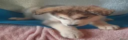 Alaskan Malamute cani in vendita: Alaskan Malamute cuccioli  - Annuncio 6