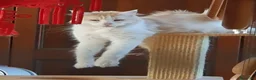 Maine Coon gatti in vendita: Maine coon cuccioli  a Città Metropolitana di Torino - Annuncio 1