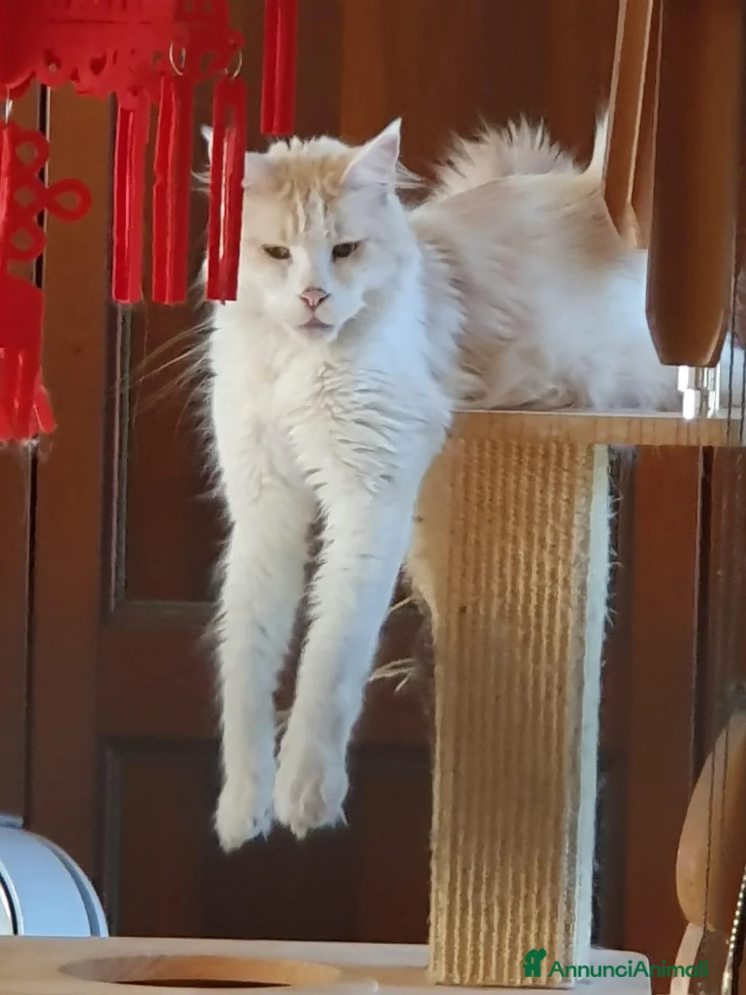 Maine Coon gatti in vendita: Maine coon cuccioli  a Città Metropolitana di Torino - Annuncio 1