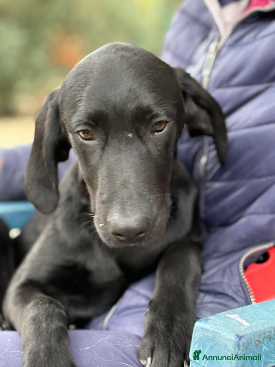 Altre razze cani in regalo: Alex e Susy cuccioli di 5 e 10 mesi cercano casa - Annuncio 5