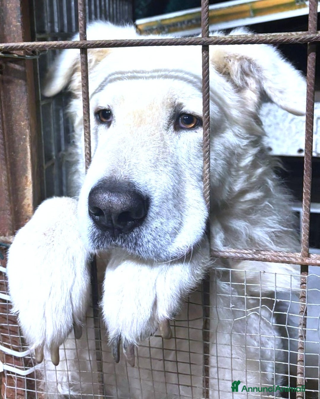 Pastore Maremmano cani in regalo: ZACK giovane PMA unico! - Annuncio 6