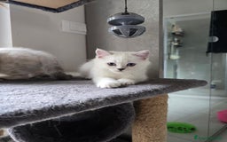 Scottish gatti in vendita: Dolcissimo scottish fold e straight  a Provincia di Brescia - Immagine 29