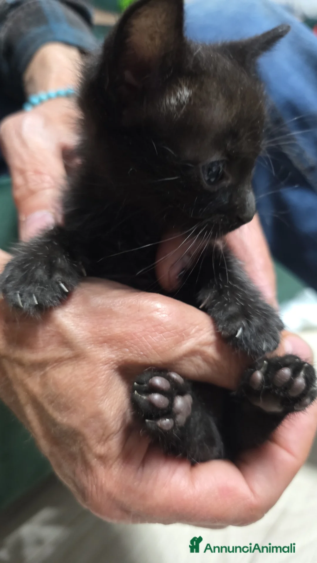 Meticcio gatti in regalo: Splendida e dolcissima gattina di un mese - Annuncio 2