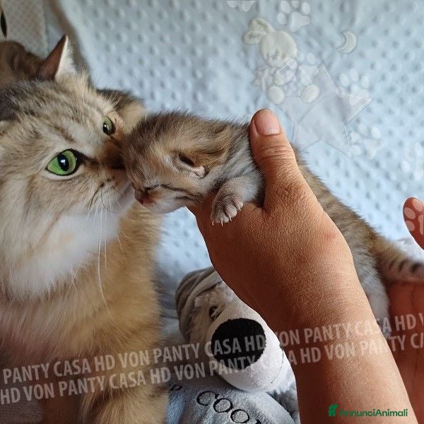 Scottish gatti Cuccioli Scottish Fold e Straight - Annuncio 8