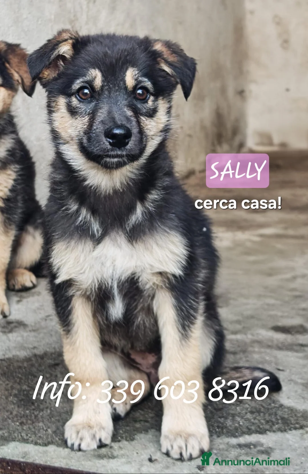 Meticcio cani in regalo: SALLY 🩷 - cucciola futura taglia media cerca 🏡  - Annuncio 1