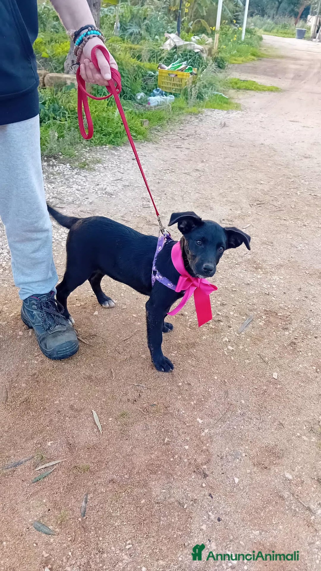 Altre razze cani in regalo: ANGELINA - Annuncio 3