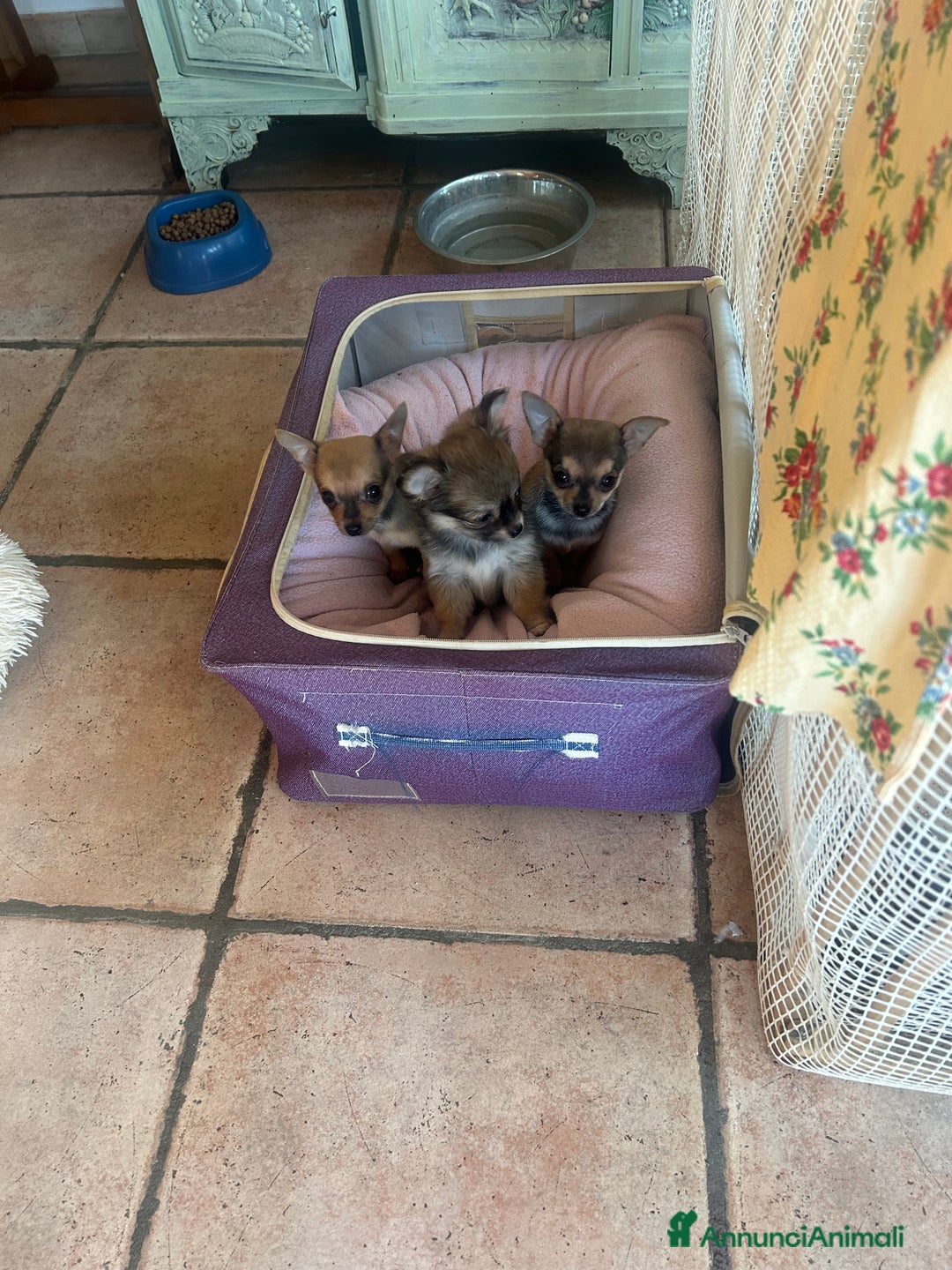Chihuahua cani in vendita:   3 Cuccioli Chihuahua femmine  due mesi  - Annuncio 3