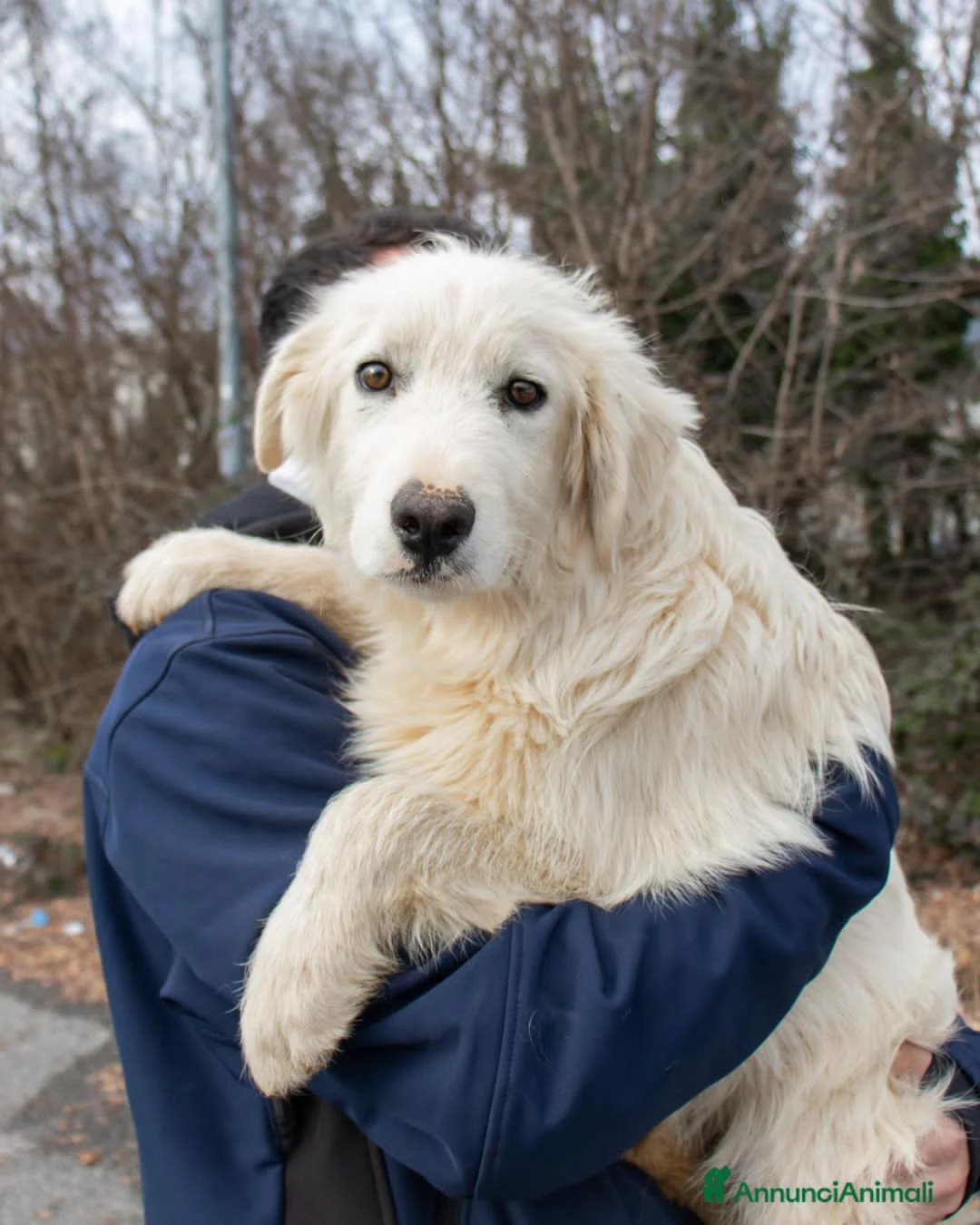 Altre razze cani in regalo: brody  - Annuncio 2