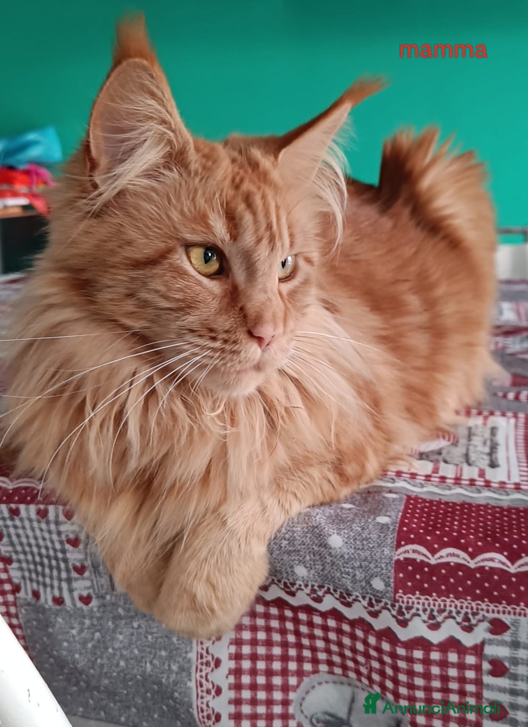 Maine Coon gatti in vendita: Cucciola Maine Coon pedigree ANFI  - Annuncio 10