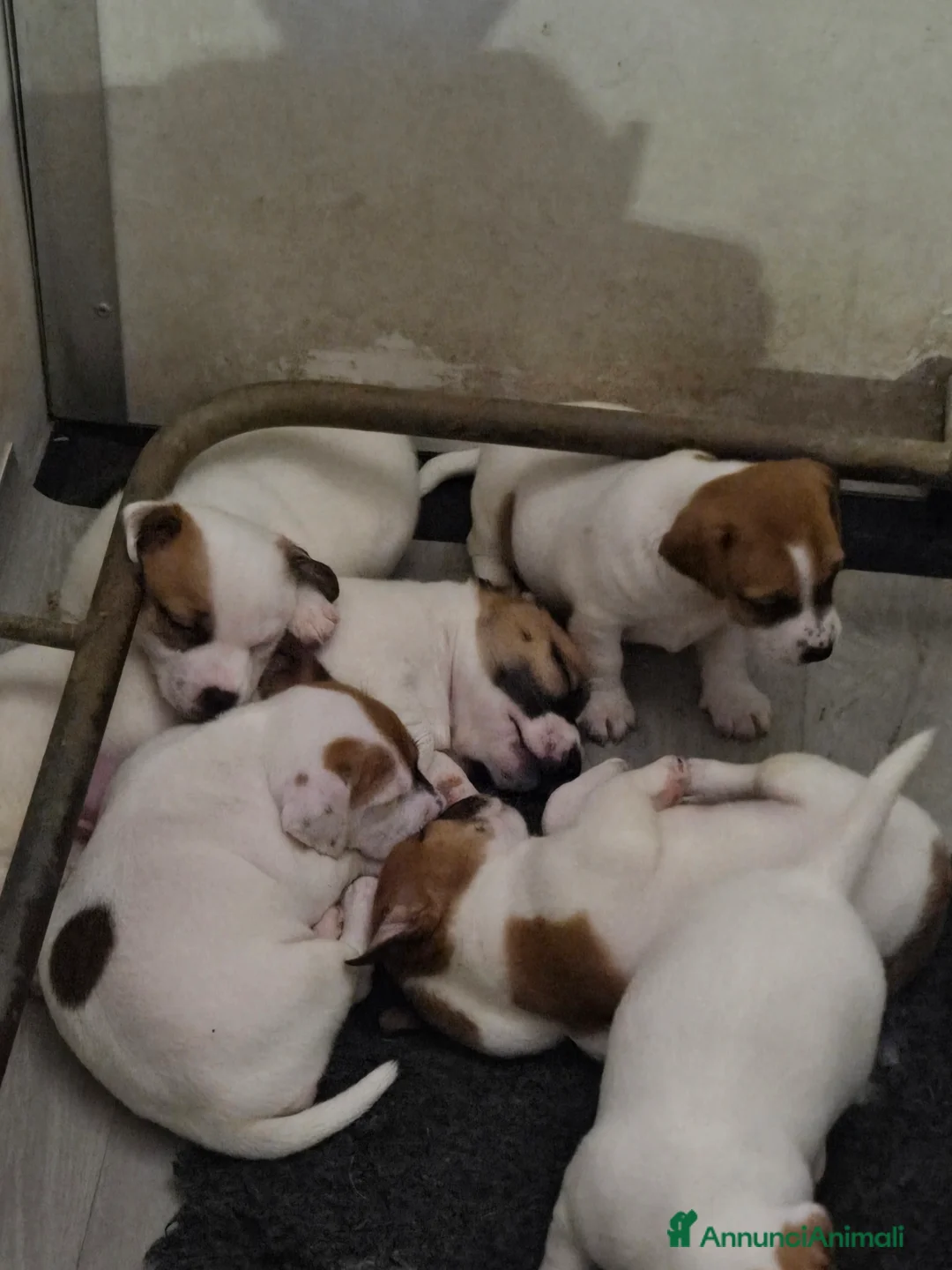 Jack Russell cani in vendita: Cuccioli Jack russell terrier - Annuncio 5