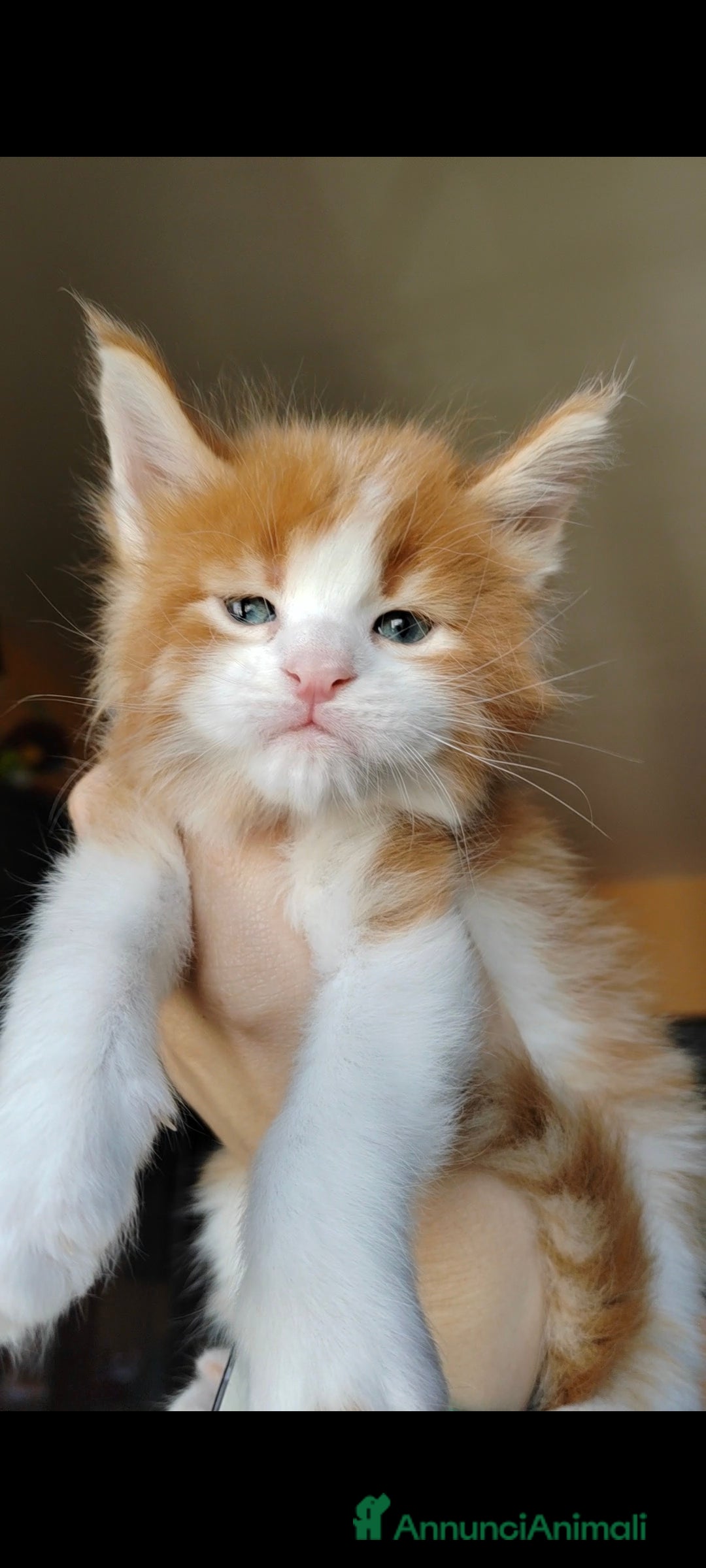 Maine Coon gatti in vendita: DOLCISSIMI CUCCIOLI - Immagine 7