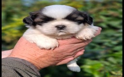Shih Tzu cani in vendita: Cuccioli shih tzu a Provincia di Parma - Immagine 3