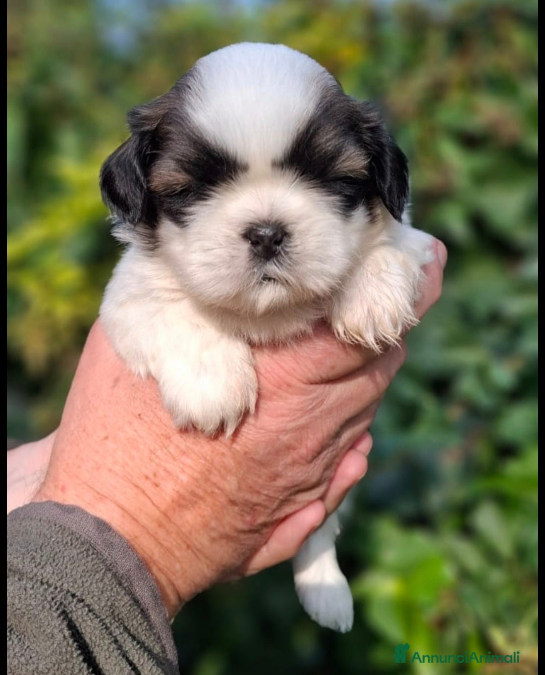 Shih Tzu cani in vendita: Cuccioli shih tzu a Provincia di Parma - Immagine 3