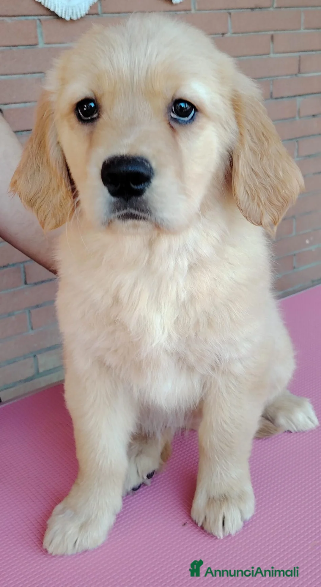 Golden Retriever cani in vendita: Ultime 2 cucciole Golden Retriever pronta consegna - Annuncio 2