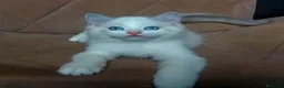 Ragdoll gatti in vendita: Ultimi due maschietti RAGDOLL - Annuncio 3