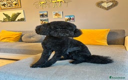 Barboncino cani in vendita: vendita di barboncini a Città Metropolitana di Torino - Immagine 3