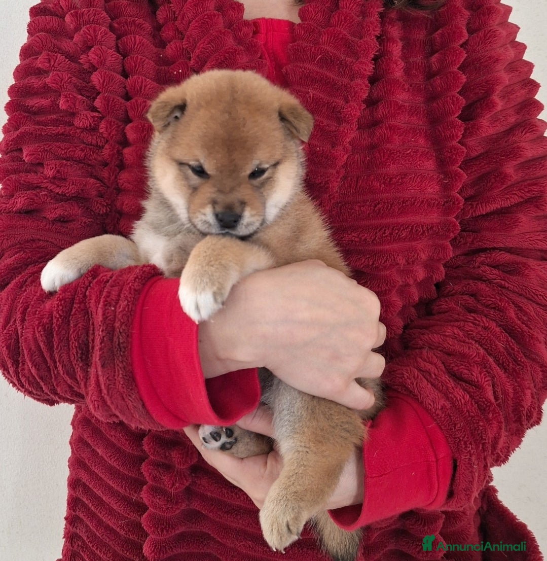 Shiba Inu cani 2 bellissime femmine rosse shiba inu disponibili - Annuncio 11